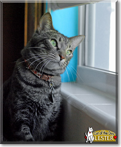 Lester, the Cat of the Day