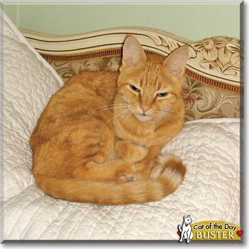 Buster, the Cat of the Day