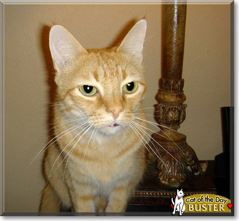 Buster, the Cat of the Day