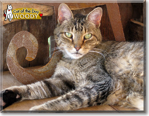 Woody, the Cat of the Day
