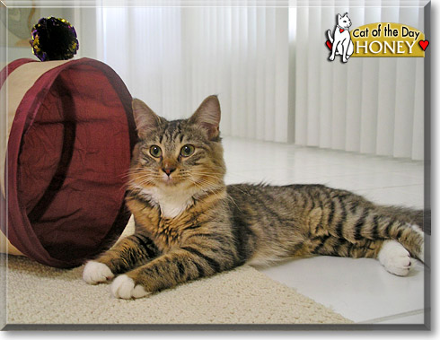 Honey, the Cat of the Day