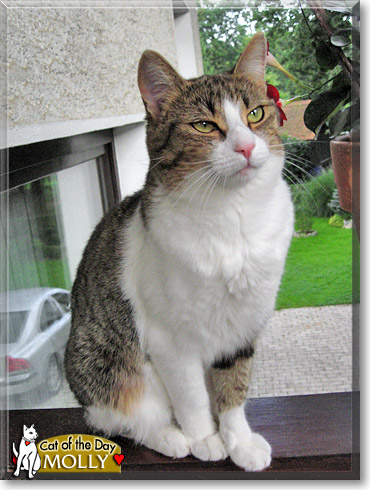 Molly, the Cat of the Day