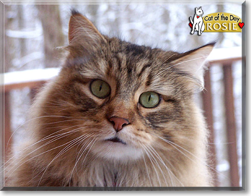 Rosie, the Cat of the Day