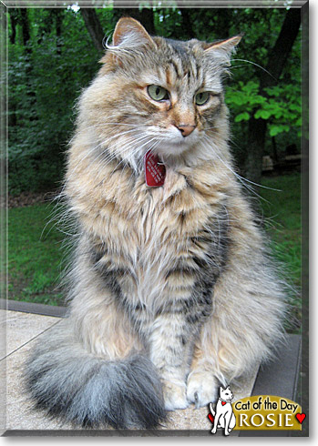 Rosie, the Cat of the Day