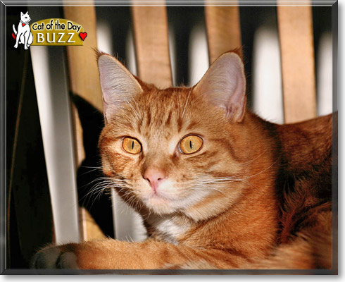 Buzz, the Cat of the Day