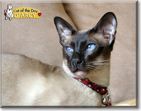 D'Arcy, the Cat of the Day