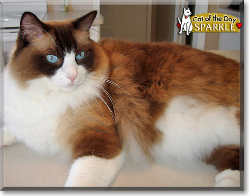 Sparkle, the Cat of the Day