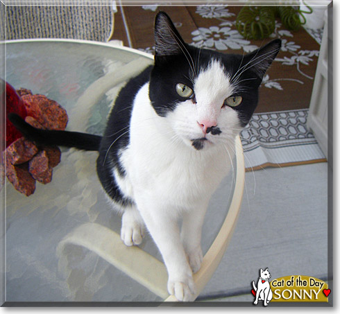 Sonny, the Cat of the Day