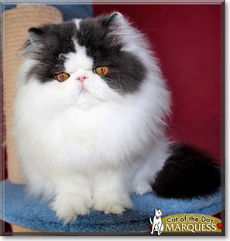 Marquess, the Cat of the Day