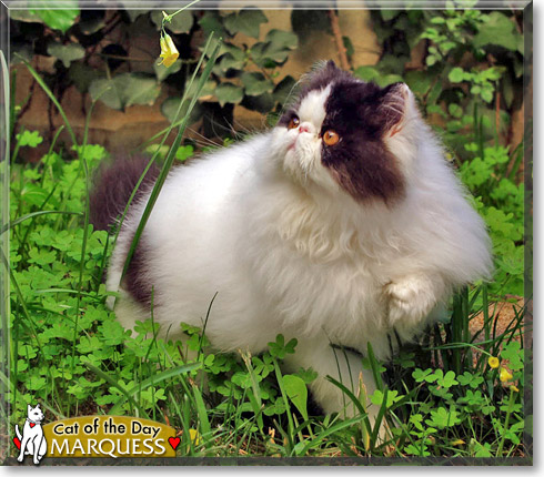 Marquess, the Cat of the Day
