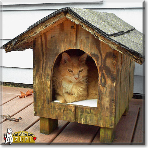Zupi, the Cat of the Day
