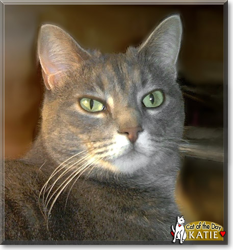 Katie, the Cat of the Day