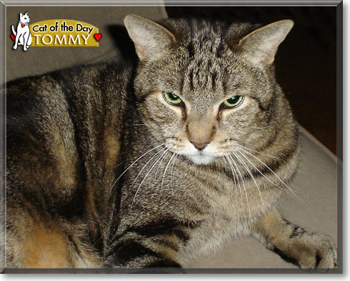 Tommy, the Cat of the Day