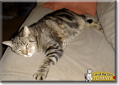 Tommy, the Cat of the Day