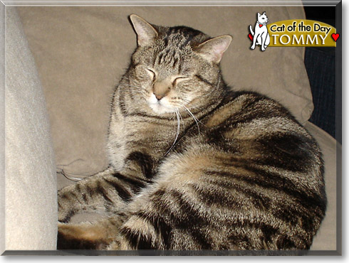 Tommy, the Cat of the Day