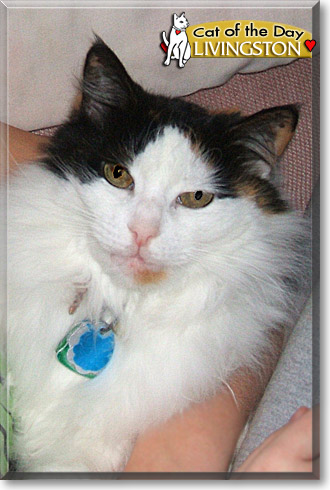 Livingston, the Cat of the Day