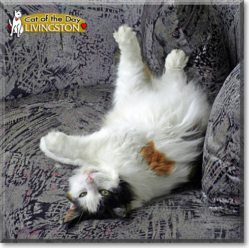 Livingston, the Cat of the Day