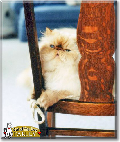 Farley, the Cat of the Day