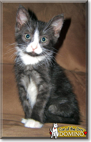 Domino, the Cat of the Day