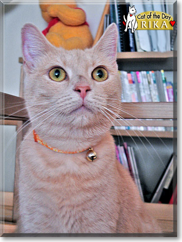 Rika, the Cat of the Day