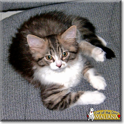 Maliana, the Cat of the Day Maliana, the Cat of the Day