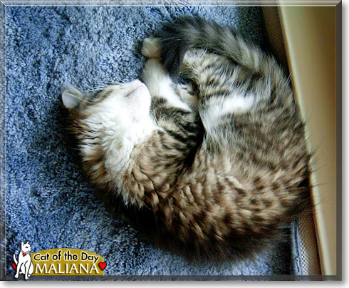 Maliana, the Cat of the Day Maliana, the Cat of the Day