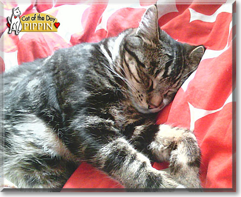 Pippin, the Cat of the Day