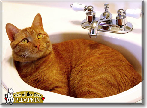 Pumpkin, the Cat of the Day