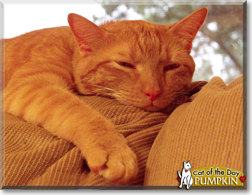 Pumpkin, the Cat of the Day