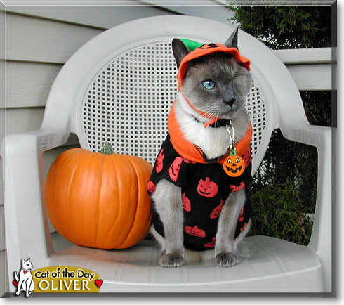 Oliver, the Cat of the Day