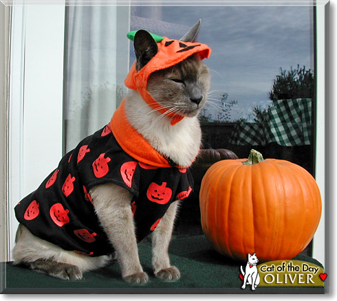 Oliver, the Cat of the Day