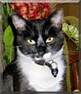 Pedro