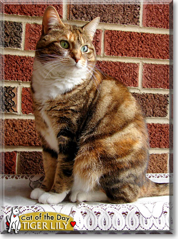 Tiger Lily, the Cat of the Day Tiger Lily, the Cat of the Day