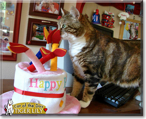 Tiger Lily, the Cat of the Day Tiger Lily, the Cat of the Day