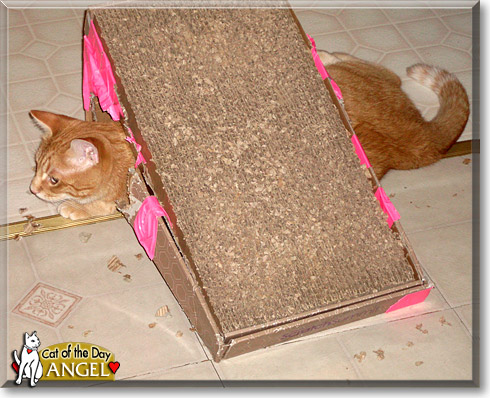 Angel, the Cat of the Day