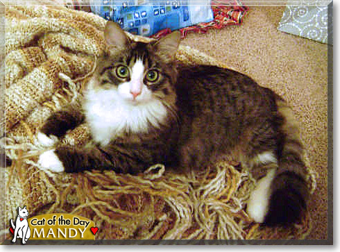 Mandy, the Cat of the Day