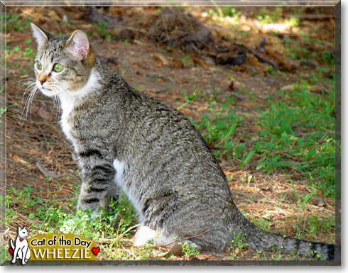 Wheezie, the Cat of the Day Wheezie, the Cat of the Day