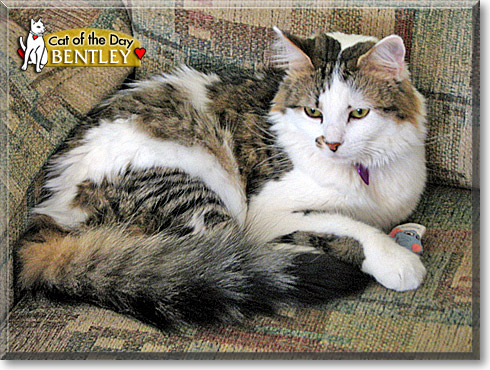 Bentley, the Cat of the Day