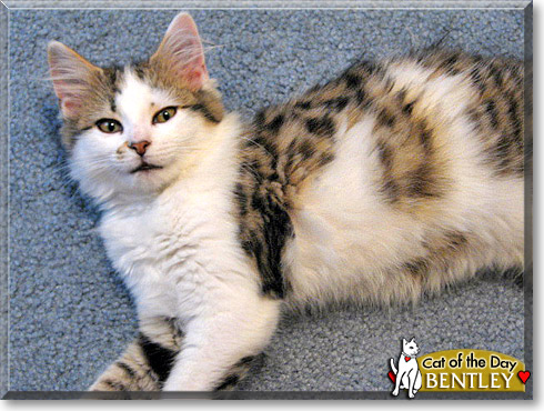 Bentley, the Cat of the Day