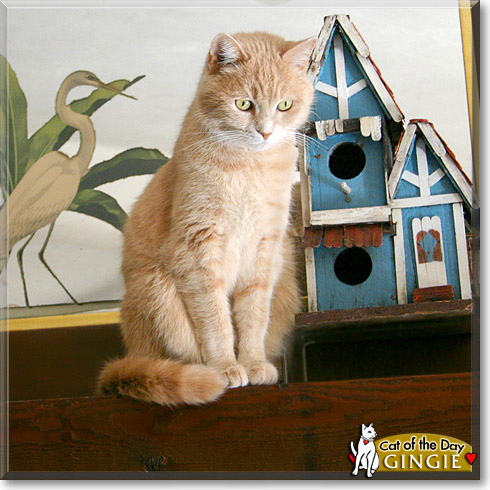 Gingie, the Cat of the Day