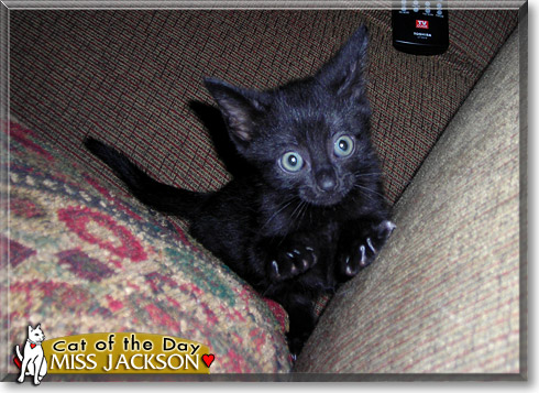 Miss Jackson, the Cat of the Day