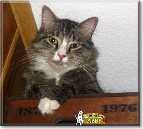 Tabby, the Cat of the Day