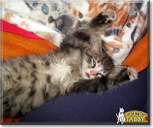 Tabby, the Cat of the Day