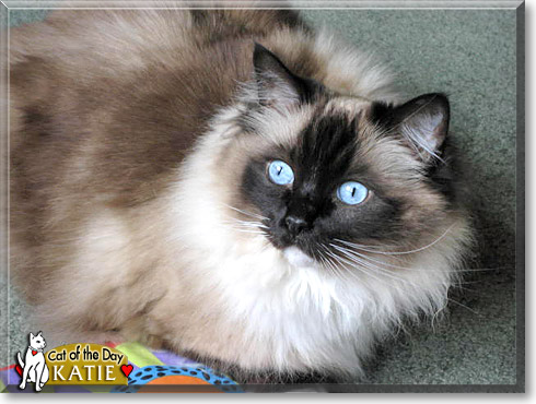 Katie, the Cat of the Day
