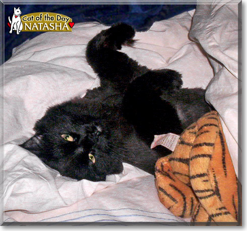 Natasha, the Cat of the Day