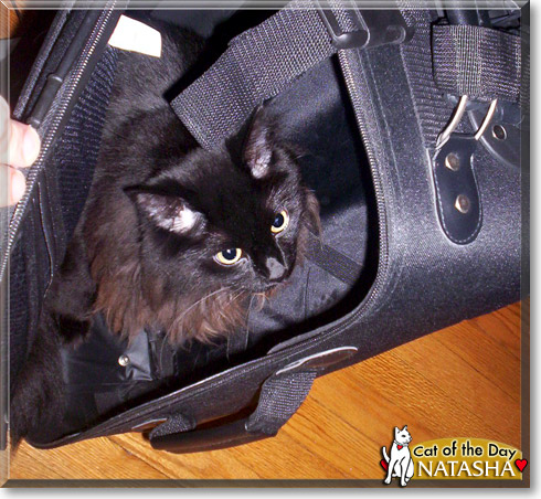 Natasha, the Cat of the Day