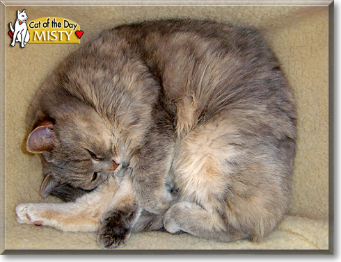 Misty, the Cat of the Day