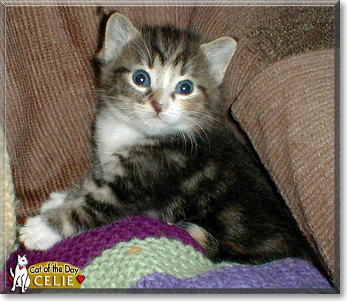 Celie, the Cat of the Day