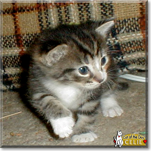 Celie, the Cat of the Day