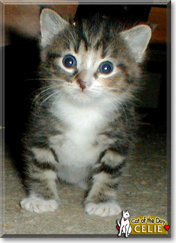 Celie, the Cat of the Day